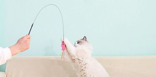 National Cat Day: Treat Your Feline Friends with Fun Products from EEEKIT